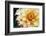 Dahlias-Angela Marsh-Framed Photographic Print