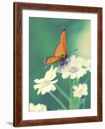 Dainty-Andreas Stridsberg-Framed Giclee Print