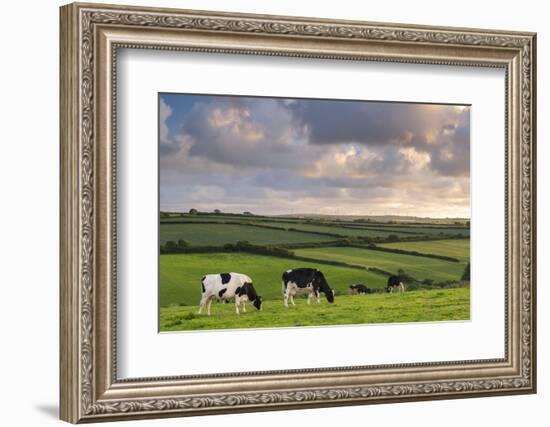 Dairy cattle grazing in a Cornish field at sunset in summer, St. Issey, Cornwall, England-Adam Burton-Framed Photographic Print