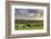 Dairy cattle grazing in a Cornish field at sunset in summer, St. Issey, Cornwall, England-Adam Burton-Framed Photographic Print