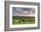 Dairy cattle grazing in a Cornish field at sunset in summer, St. Issey, Cornwall, England-Adam Burton-Framed Photographic Print