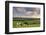Dairy cattle grazing in a Cornish field at sunset in summer, St. Issey, Cornwall, England-Adam Burton-Framed Photographic Print
