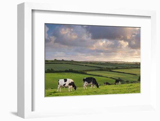 Dairy cattle grazing in a Cornish field at sunset in summer, St. Issey, Cornwall, England-Adam Burton-Framed Photographic Print