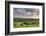 Dairy cattle grazing in a Cornish field at sunset in summer, St. Issey, Cornwall, England-Adam Burton-Framed Photographic Print