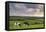 Dairy cattle grazing in a Cornish field at sunset in summer, St. Issey, Cornwall, England-Adam Burton-Framed Premier Image Canvas