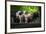 Dairy Cows-Brenda Petrella Photography LLC-Framed Giclee Print