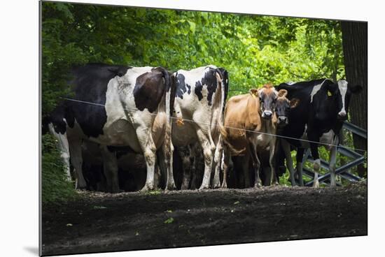 Dairy Cows-Brenda Petrella Photography LLC-Mounted Giclee Print