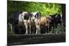 Dairy Cows-Brenda Petrella Photography LLC-Mounted Giclee Print