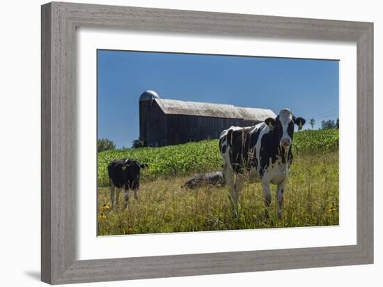 Dairy Farm-Brenda Petrella Photography LLC-Framed Giclee Print