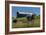 Dairy Farm-Brenda Petrella Photography LLC-Framed Giclee Print