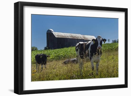 Dairy Farm-Brenda Petrella Photography LLC-Framed Giclee Print