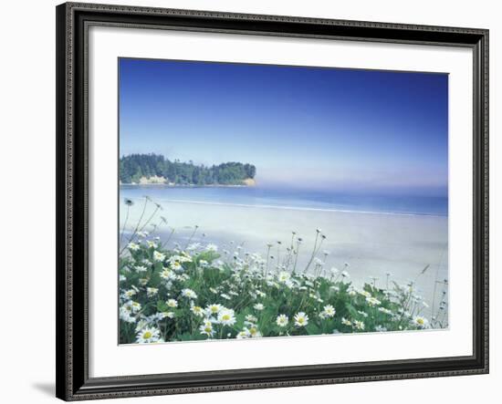 Daisies along Crescent Beach, Olympic National Park, Washington, USA-Adam Jones-Framed Photographic Print