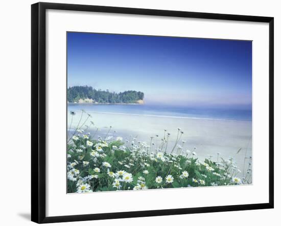 Daisies along Crescent Beach, Olympic National Park, Washington, USA-Adam Jones-Framed Photographic Print