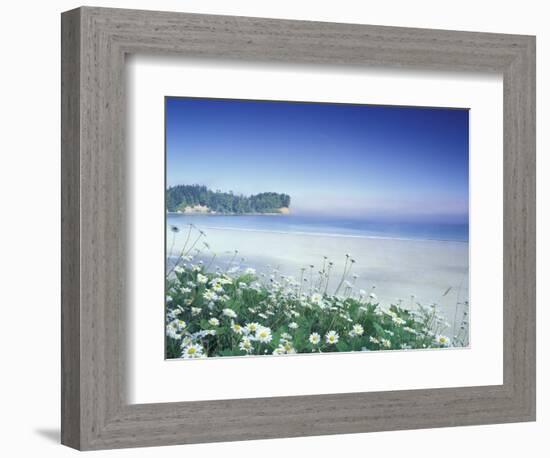 Daisies along Crescent Beach, Olympic National Park, Washington, USA-Adam Jones-Framed Photographic Print