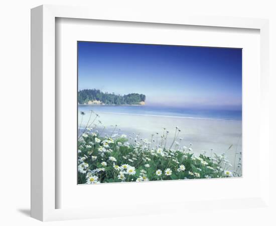 Daisies along Crescent Beach, Olympic National Park, Washington, USA-Adam Jones-Framed Photographic Print