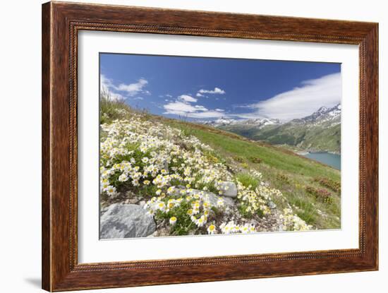 Daisies and green meadows frame the blue water, Montespluga, Chiavenna Valley, Valtellina, Italy-Roberto Moiola-Framed Photographic Print