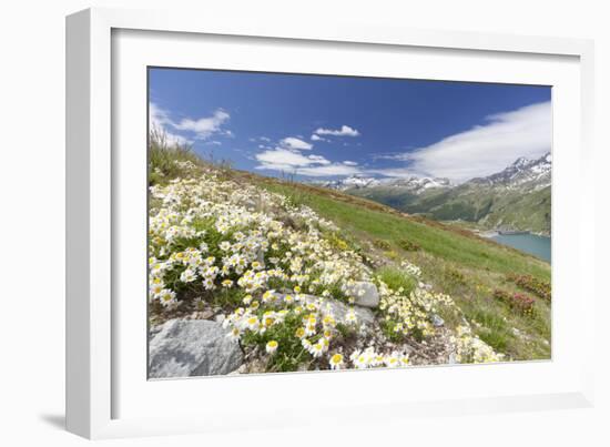 Daisies and green meadows frame the blue water, Montespluga, Chiavenna Valley, Valtellina, Italy-Roberto Moiola-Framed Photographic Print