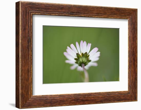 Daisies, Bellis perennis, blossom, close-up-David & Micha Sheldon-Framed Photographic Print