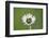 Daisies, Bellis perennis, blossom, close-up-David & Micha Sheldon-Framed Photographic Print