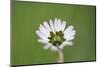 Daisies, Bellis perennis, blossom, close-up-David & Micha Sheldon-Mounted Photographic Print