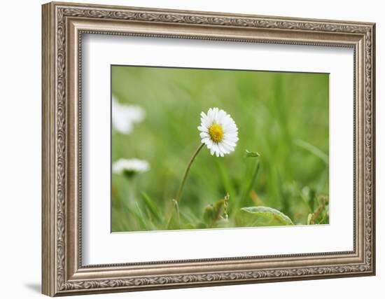 Daisies, Bellis perennis, blossom, close-up-David & Micha Sheldon-Framed Photographic Print