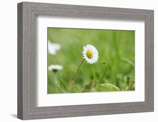 Daisies, Bellis perennis, blossom, close-up-David & Micha Sheldon-Framed Photographic Print