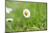 Daisies, Bellis perennis, blossom, close-up-David & Micha Sheldon-Mounted Photographic Print