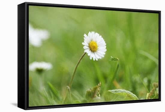 Daisies, Bellis perennis, blossom, close-up-David & Micha Sheldon-Framed Stretched Canvas