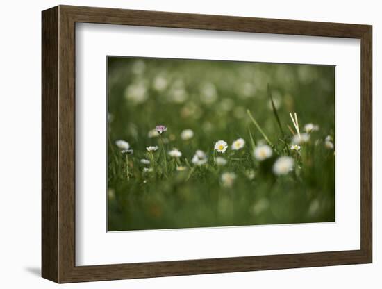 Daisies, Bellis perennis, blossom, close-up-David & Micha Sheldon-Framed Photographic Print