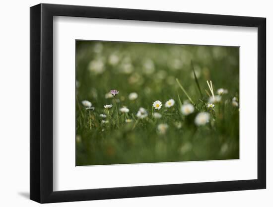 Daisies, Bellis perennis, blossom, close-up-David & Micha Sheldon-Framed Photographic Print