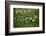 Daisies, Bellis perennis, blossom, close-up-David & Micha Sheldon-Framed Photographic Print