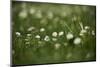 Daisies, Bellis perennis, blossom, close-up-David & Micha Sheldon-Mounted Photographic Print