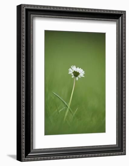 Daisies, Bellis perennis, blossom, close-up-David & Micha Sheldon-Framed Photographic Print