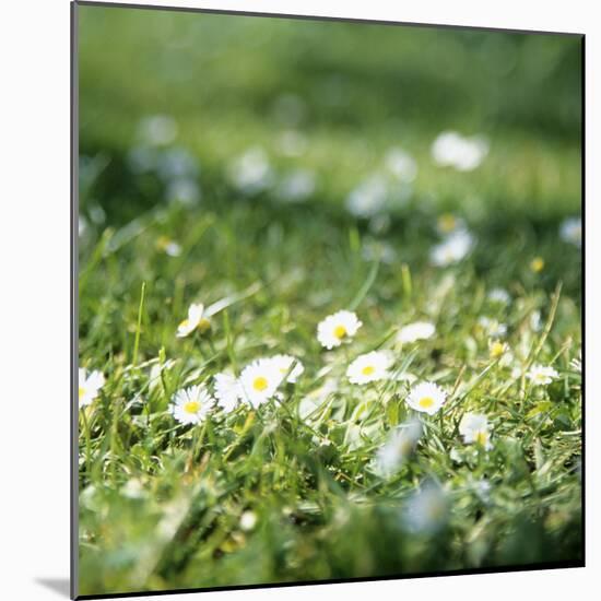Daisies (Bellis Perennis)-Veronique Leplat-Mounted Premium Photographic Print