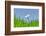 Daisies, Close-Up, Bellis Perennis, Heaven, Blue, Meadow-Herbert Kehrer-Framed Photographic Print