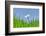 Daisies, Close-Up, Bellis Perennis, Heaven, Blue, Meadow-Herbert Kehrer-Framed Photographic Print