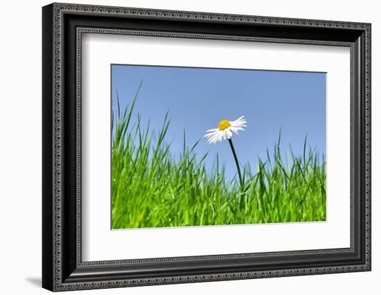 Daisies, Close-Up, Bellis Perennis, Heaven, Blue, Meadow-Herbert Kehrer-Framed Photographic Print