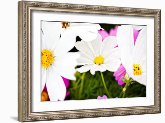 Daisies I-Susan Bryant-Framed Photographic Print