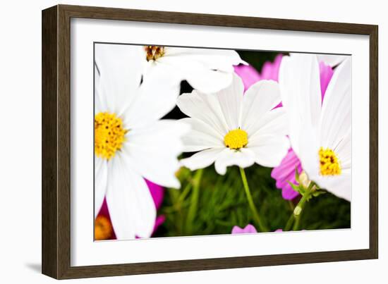 Daisies I-Susan Bryant-Framed Photographic Print