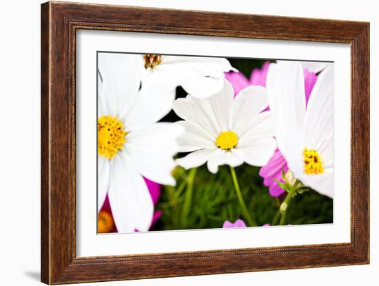 Daisies I-Susan Bryant-Framed Photographic Print