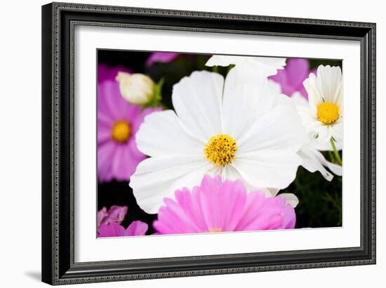 Daisies II-Susan Bryant-Framed Photographic Print