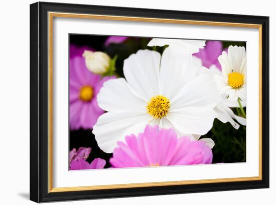 Daisies II-Susan Bryant-Framed Photographic Print