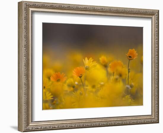 Daisies, Nieuwoudtville, Northern Cape, South Africa, Africa-Steve & Ann Toon-Framed Photographic Print