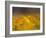 Daisies, Nieuwoudtville, Northern Cape, South Africa, Africa-Steve & Ann Toon-Framed Photographic Print