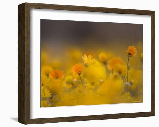 Daisies, Nieuwoudtville, Northern Cape, South Africa, Africa-Steve & Ann Toon-Framed Photographic Print