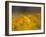 Daisies, Nieuwoudtville, Northern Cape, South Africa, Africa-Steve & Ann Toon-Framed Photographic Print