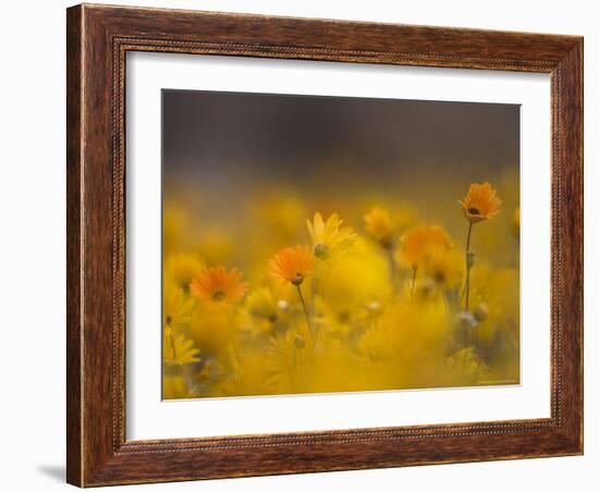 Daisies, Nieuwoudtville, Northern Cape, South Africa, Africa-Steve & Ann Toon-Framed Photographic Print