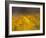 Daisies, Nieuwoudtville, Northern Cape, South Africa, Africa-Steve & Ann Toon-Framed Photographic Print
