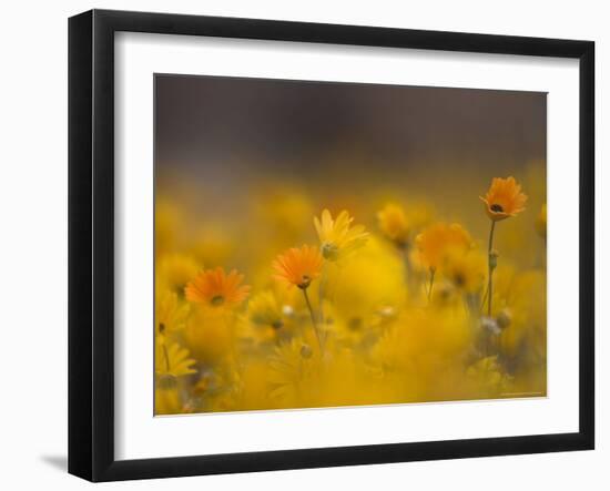 Daisies, Nieuwoudtville, Northern Cape, South Africa, Africa-Steve & Ann Toon-Framed Photographic Print