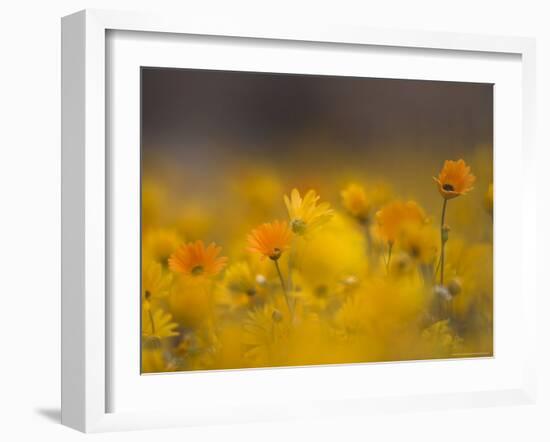 Daisies, Nieuwoudtville, Northern Cape, South Africa, Africa-Steve & Ann Toon-Framed Photographic Print